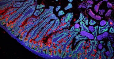 Учені показали, який вигляд має тіло людини під дуже потужним мікроскопом (фото)