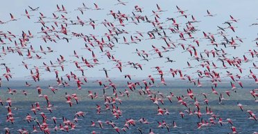 "Найбільша зафіксована кількість": під Одесу прилетіли понад тисячу фламінго (фото)