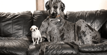 Найвищий і найнижчий собаки у світі вперше зустрілися: яка різниця у зрості