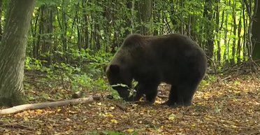 Полакомился военными пайками: к военной базе на Аляске ворвался голодный медведь (фото)