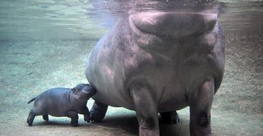 Разум без воли. Зачем украинские интеллектуалы переходят на язык власти