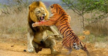 Загинути або вижити. Чому одні країни домагаються успіху, а інші занепадають