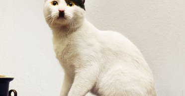 Як позбутися котячого запаху в оселі