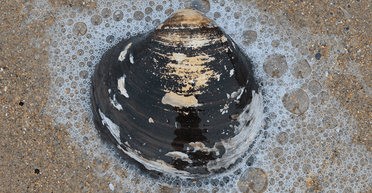 Гигант со времен династии Мин: самый старый в мире моллюск родился более 500 лет назад (фото)