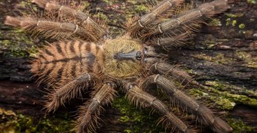 Розмах ніг до 22 см: найбільший павук у світі має вигляд тигра і ховається від учених у лісі