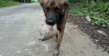 Жодного дня без подарунка: бездомний собака придумав, як віддячити людині за їжу (фото, відео)