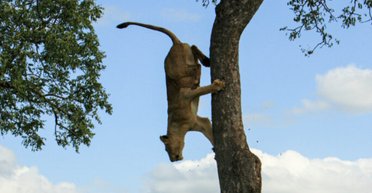 Кинула виклик гравітації: левиця "застигла" на дереві рятуючись від 7 левів-самців (фото)