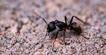 Социальная изоляция влияет на муравьев так же, как и на людей, - ученые