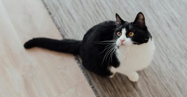 Пара не могла зрозуміти, куди пропадають гроші: потім вони побачили, що робить кішка (фото)