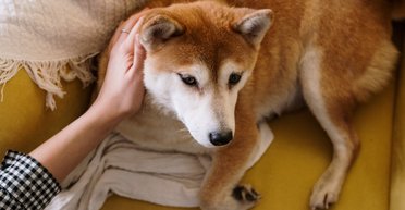 Занадто гучно та дуже страшно. Як лікувати посттравматичний синдром у кішок та собак