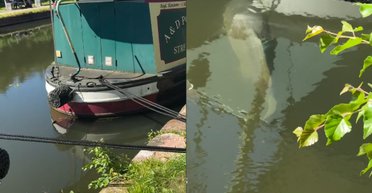 Рибу-гіганта, яку спершу прийняли за колоду, зафільмували на одному річковому каналі (відео)