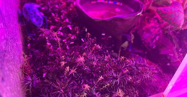 Самый редкий цвет в природе: при чем здесь физика