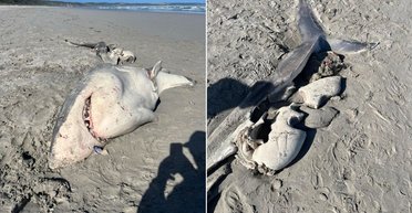 Перший випадок: косатки розірвали білу акулу і з'їли її печінку біля берегів Австралії (фото)