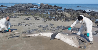 Очевидцы ошеломлены: гигантский морской монстр выбросился на берег (фото)