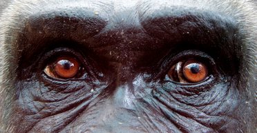 Откройте глаза. Как невидимые гориллы спасают Украину