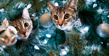 Ветеринар рассказала, какие новогодние декорации могут навредить котам и собакам (видео)