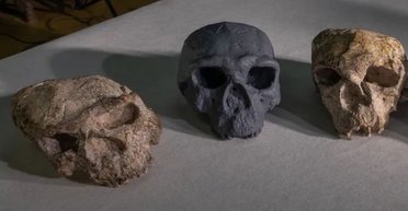 Таємниця черепа Юньсянь 2: походження Homo sapiens знову під питанням