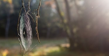 В Украину идет "бабье лето": когда и где ждать потепления до +22