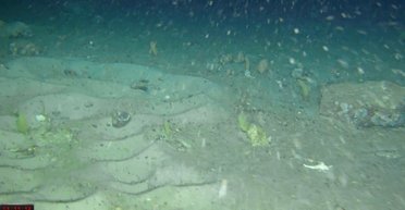 Тайна Антарктиды раскрыта: поиски 100-летнего затонувшего корабля обнаружили нечто более странное