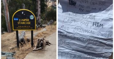 Люди нашли брошенного питбуля на улице с запиской: его история поразила сеть (видео)