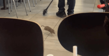 Жах у McDonald's: гігантський щур "накинувся" на трирічну дівчинку (фото)