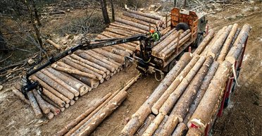 Білорусь постачає деревину в ЄС в обхід санкцій, — розслідування (документи)