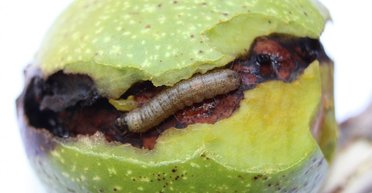 Потрапляє через Крим: в Україні зафіксували нову небезпечну комаху (фото)