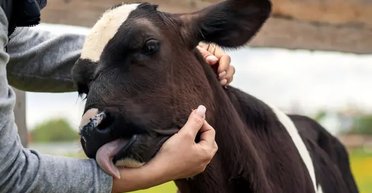 В Австралии корова исчезла во время сильного наводнения: ее неожиданно нашли невредимой в 20 км от дома (фото)