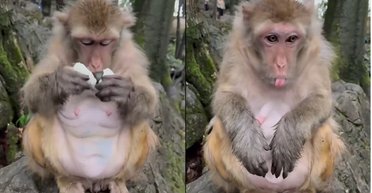 Мужчина дал обезьянке попробовать деликатес: она не оценила такого "подарка" (видео)