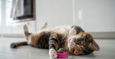 Несколько причин: раскрыто, почему кошки сбрасывают вещи со стола (видео)