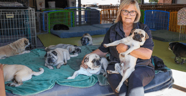 Любителька мопсів витрачає цілий статок на порятунок і догляд за сотнями собак (фото)