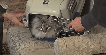 В Японії не стало Мира: подарунок Путіна помер у 12 років