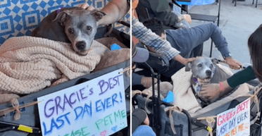 Прохожие плакали: супруги устроили прощальный день больной собаке (видео)