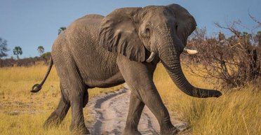 "Решил проигнорировать предупреждение": в Индии слон убил туриста