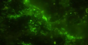 Повлияет не только на нашу планету: ученые обнаружили живых микробов возрастом 2 миллиарда лет