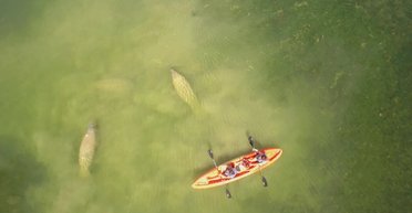 Сердце весом 16 кг: у берегов Калифорнии найдено существо, похожее на ламантина, размером с лодку