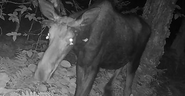 Рідкісна подія: уперше вчені записали на камеру, як метелики п'ють сльози лося (відео)