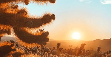 "Гра в хованки": тільки люди з ідеальним зором знайдуть кішку серед кактусів за 15 секунд