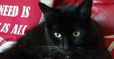 Зниклий 10 років тому кіт знайшовся: де він був увесь цей час