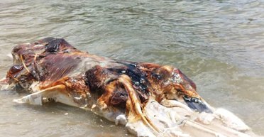 Огромный глобстер: на пляж в Малайзии выбросило загадочное морское существо (фото)