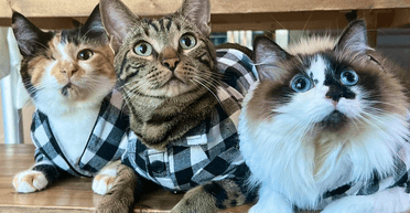 Родители принесли новорожденного ребенка домой — что в ответ сделал кот