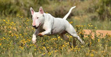 Ученые выяснили, что охотничьи собаки лают по-разному в зависимости от угрозы