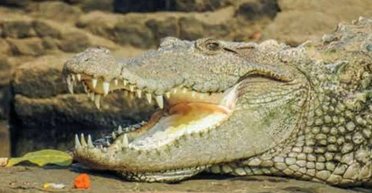 Крокодили в Індії врятували собаку від нападу дикої зграї: думки вчених розділилися, що це означає (фото)