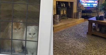 Владелица оставила котов родителям на выходные: потом ее удивили кадры с любимцами (фото)