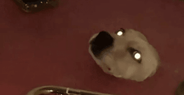 "Портал у ванній": жінка побачила голову чужого собаки, яка стирчала з-під підлоги (відео)