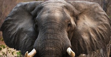 Не для того, щоб добре чути: чому у слонів такі величезні вуха (фото)