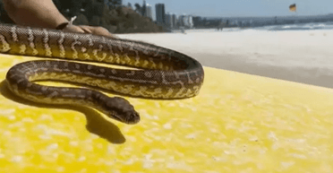 "Їй сподобалося": чоловіка, який займався серфінгом зі змією, оштрафували (фото)