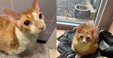 За ніч кішки змінили забарвлення: чоловік показав дивне перетворення улюбленців (фото)