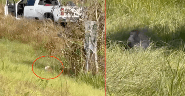 У США втекли лабораторні мавпи: поліція попередила про ризик зараження вірусами (відео)