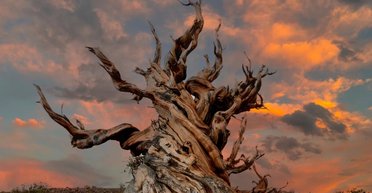 Секрет довголіття зберігається у геномі найдавнішого організму у світі: був замкнений останні 5000 років